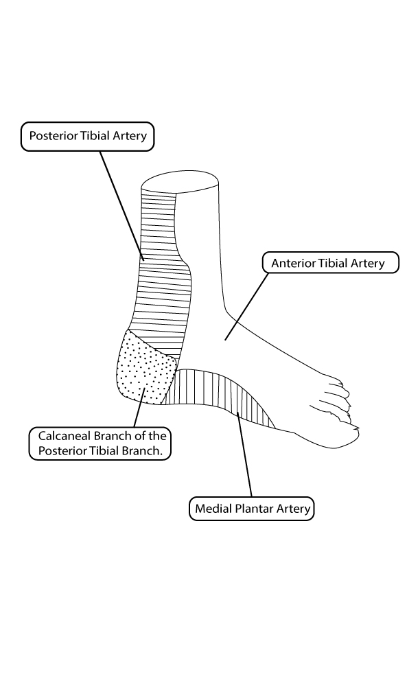 Foundations of Wound Care: Angiosome Concept